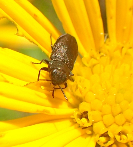 Buprestidae: Anthaxia subgn. Melanthaxia sp.